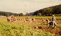 Kartoffelernte